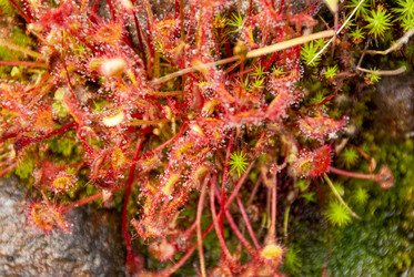 Росянка круглолистная у подножья вулкана Баранского. о. Итуруп. Drosera Rotundifolia Iturup Island. (Сахалин. Sakhalin. (marka) - marka