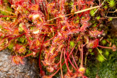 Росянка круглолистная у подножья вулкана Баранского. о. Итуруп. Drosera Rotundifolia Iturup Island. (Сахалин. Sakhalin. (marka) - marka