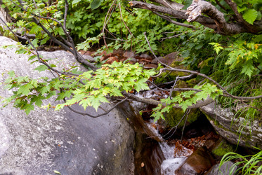 Ручей на склоне вулкана Баранского. остров Итуруп. A stream on the slope of the Baransky volcano. Iturup Island. (Сахалин. Sakhalin. (marka) - marka
