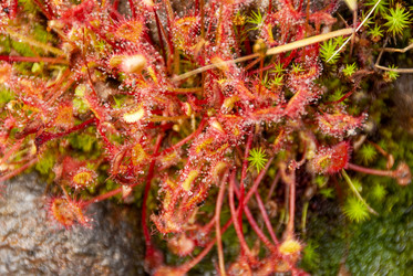 Росянка круглолистная у подножья вулкана Баранского. о. Итуруп. Drosera Rotundifolia Iturup Island. (Сахалин. Sakhalin. (marka) - marka