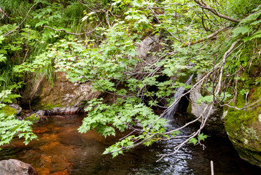 Ручей на склоне вулкана Баранского. остров Итуруп. A stream on the slope of the Baransky volcano. Iturup Island. (Сахалин. Sakhalin. (marka) - marka