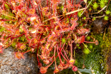 Росянка круглолистная у подножья вулкана Баранского. о. Итуруп. Drosera Rotundifolia Iturup Island. (Сахалин. Sakhalin. (marka) - marka