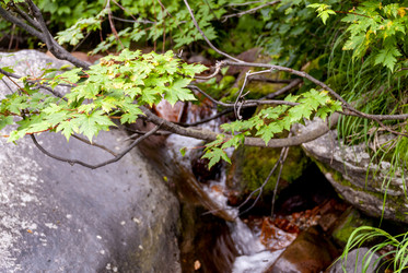 Ручей на склоне вулкана Баранского. остров Итуруп. A stream on the slope of the Baransky volcano. Iturup Island. (Сахалин. Sakhalin. (marka) - marka