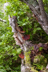 Трутовик лакированный. о.Итуруп. влк.Барнский. Mushroom Ganoderma. Island Iturup. Volcano Baransky. (Сахалин. Sakhalin (marka) - marka