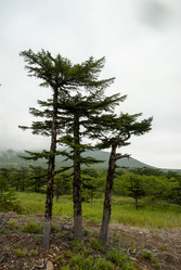 У подножья вулкана Баранского. остров Итуруп. View from Baransky volcano. Iturup Island. (Сахалин. Sakhalin. (marka) - marka