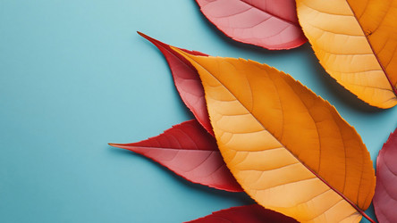 Fall Foliage on Cool Blue Backdrop – Vibrant Red and Orange Leaves with Copy Space for Text Overlay, Posters or Wall Art Prints - Kulkann75
