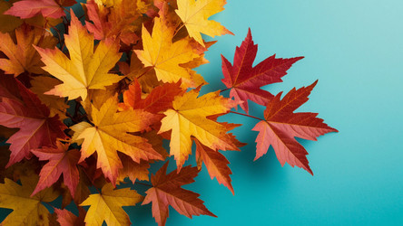 Yellow Maple Leaves on Blue Background – Bright Autumn Foliage for Seasonal Wall Art, Greeting Cards or Fall-Themed Marketing Materials - Kulkann75