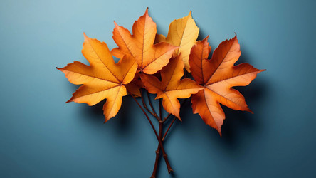 Vibrant Yellow Maple Leaves Against Deep Blue – High-Contrast Fall Still Life for Calendar Covers, Nature Posters or Moodboard Inspirations - Kulkann75