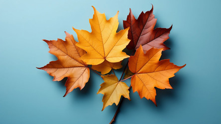 Vibrant Yellow Maple Leaves Against Deep Blue – High-Contrast Fall Still Life for Calendar Covers, Nature Posters or Moodboard Inspirations - Kulkann75