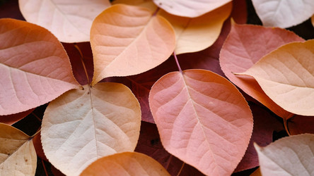 Seamless Autumn Leaves Pattern Background – Warm Orange and Red Foliage Texture for Wallpaper, Packaging or Fall-Themed Textile Design - Kulkann75