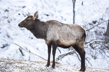 Вид на марала (Cervus elaphus sibiricus) - gumbao