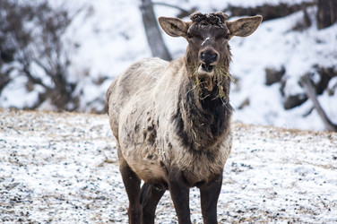 Вид на марала (Cervus elaphus sibiricus) - gumbao