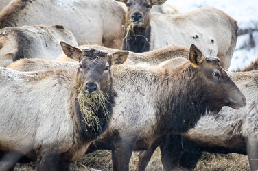 Вид маралов (Cervus Elaphus Sibiricus) - gumbao