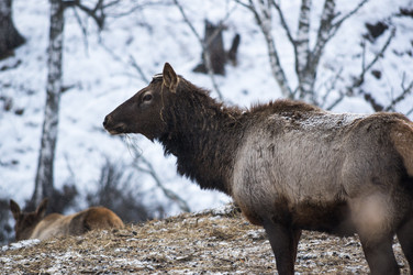 Вид маралов (Cervus Elaphus Sibiricus) - gumbao