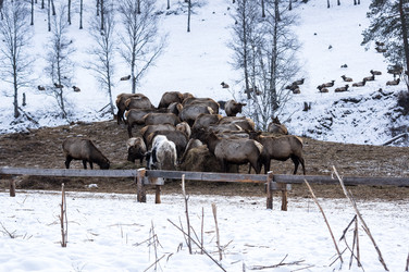 Вид маралов (Cervus Elaphus Sibiricus) - gumbao
