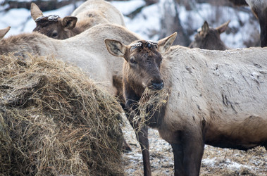 Вид маралов (Cervus Elaphus Sibiricus) - gumbao