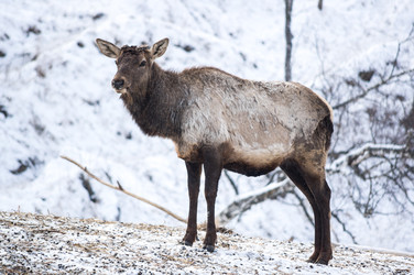 Вид на марала (Cervus elaphus sibiricus) - gumbao
