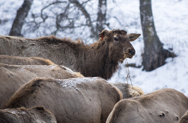 Вид маралов (Cervus Elaphus Sibiricus) - gumbao