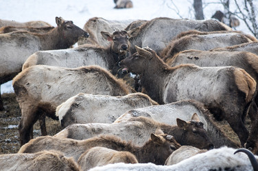 Вид маралов (Cervus Elaphus Sibiricus) - gumbao