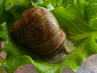 Виноградная улитка на влажном листе салата прячется в раковину - raregarden
