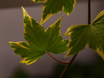 Пестролистные резные листья комнатной хедеры плюща крупным планом - raregarden