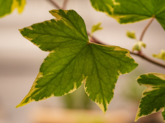 Пестролистные резные листья комнатной хедеры плюща крупным планом - raregarden