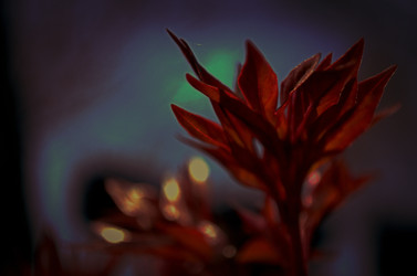 Побег пиона весной в закатном солнце - svetaliya