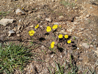 Tussilago farfara, мать-и-мачеха, растение из трибы Senecioneae семейства Asteraceae. Желтые цветки, внешне напоминающие одуванчики, с чешуйчатыми листьями на длинных стеблях, цветут ранней весной. Златибор, Сербия - Karjalainen