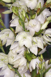 Крупный план белых цветков и бутонов юкки нитевидной (Yucca filamentosa) - AndrewB