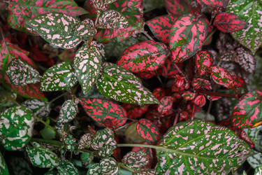 Абстрактный красочный фон, созданный растением Hypoestes phyllostachya, садовым растением, известным как "растение в горошек", с красной и зеленой листвой - AndrewB