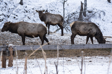 Вид маралов (Cervus Elaphus Sibiricus) - gumbao
