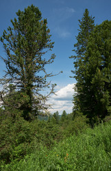 Pinus sibirica сedar forest on the Seminsky mountain pass - Serg Zastavkin