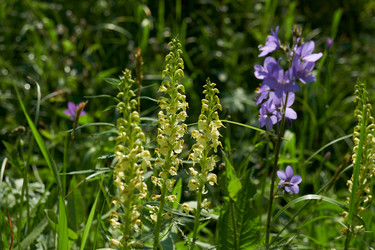 Pedicularis incarnata в естественной субальпийской среде - Serg Zastavkin