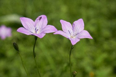 Campanula altaica, известная в естественной среде обитания как колокольчик - Serg Zastavkin