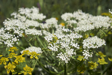 Pleurospermum uralense, цветущее растение, принадлежащее к семейству зонтичных (Apiaceae). Алтайские горы - Serg Zastavkin