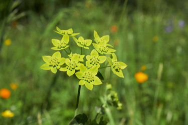 Bupleurum aureum в естественной субальпийской среде. Алтайские горы - Serg Zastavkin