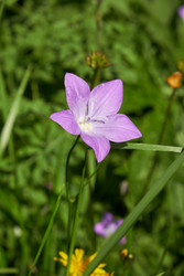 Campanula altaica, известная в естественной среде обитания как колокольчик - Serg Zastavkin