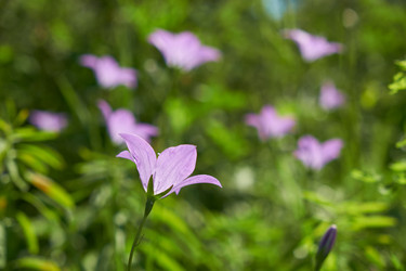 Campanula altaica, известная в естественной среде обитания как колокольчик - Serg Zastavkin