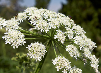 Pleurospermum uralense, цветущее растение, принадлежащее к семейству зонтичных (Apiaceae). Алтайские горы - Serg Zastavkin