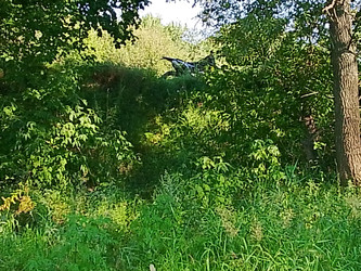 Лето река - 28photoNIK102RUS