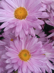 Сиреневые хризантемы (Chrysanthemum) — макросъемка осенних садовых цветов с желтым центром - Mihail_direct