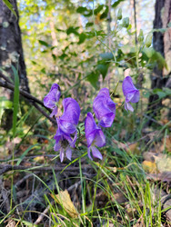 Фиолетово-синие цветки аконита (Aconitum) - bykgeniy