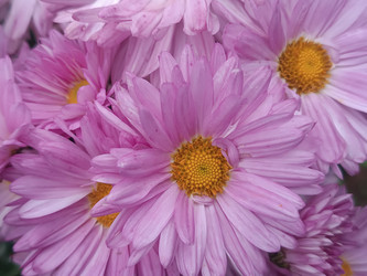 Розовые хризантемы (Chrysanthemum) — осенние садовые цветы с желтым центром - Mihail_direct