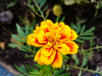 Бархатцы (Tagetes) — яркие желто-оранжевые садовые цветы с перистыми листьями - Mihail_direct