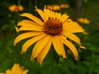 Рудбекия (Rudbeckia) или гелиопсис — желтый цветок с темным центром, вид сбоку - Mihail_direct