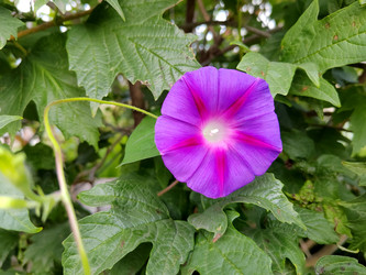 Цветок ипомеи пурпурной (Ipomoea purpurea) - bykgeniy