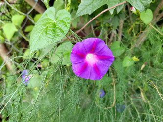 Ярко-фиолетовый цветок ипомеи пурпурной (Ipomoea purpurea) - bykgeniy