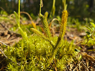 Плаун (Lycopodium) со спороносными колосками среди зеленого мха на лесной подстилке - Mihail_direct