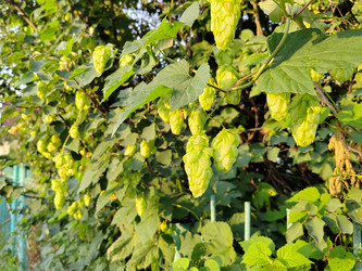 Хмель обыкновенный (Humulus lupulus) - bykgeniy