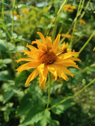Желтый гелиопсис (Heliopsis) или рудбекия (Rudbeckia) — махровый садовый цветок с темным центром - Mihail_direct